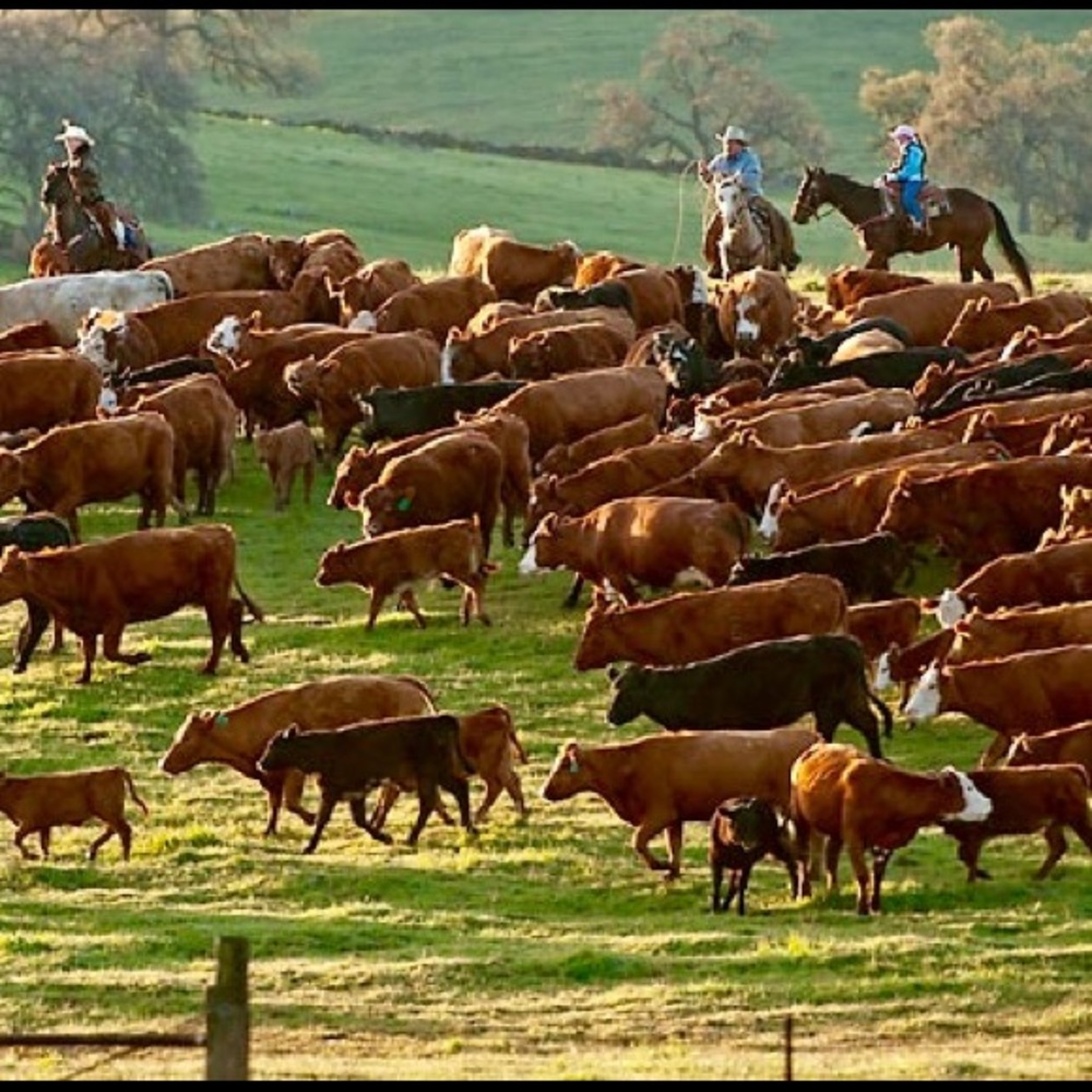 ♥️🌿🌱🐂🌱🌿♥️🌿🌱🐂🌱🌿♥️🌿🌱🐂 - Picture 16 of 16